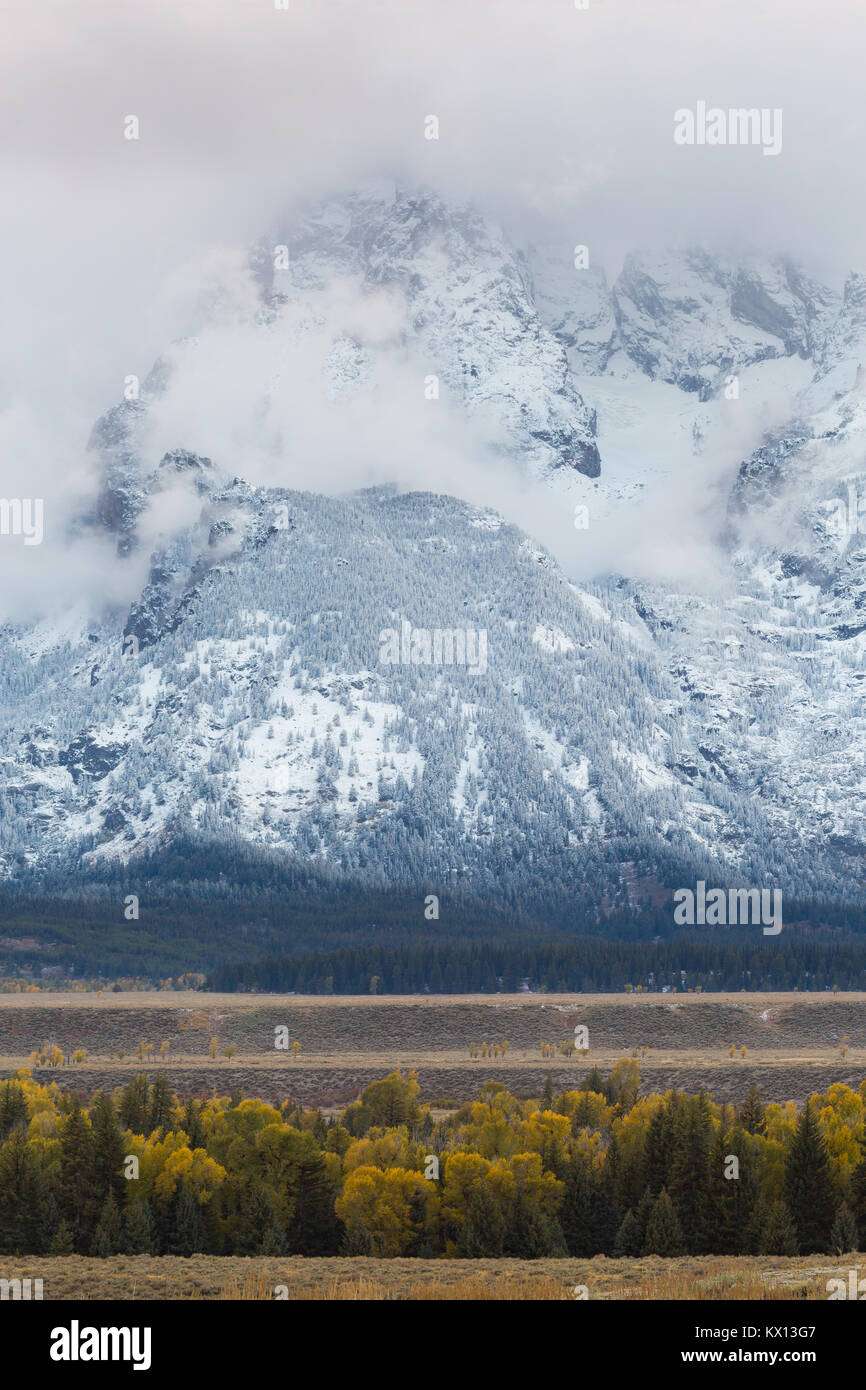 Einen frühen winter storm enthüllt frischen Schnee auf den Teton Bergen über Herbst Pappeln. Der Grand Teton National Park, Wyoming Stockfoto