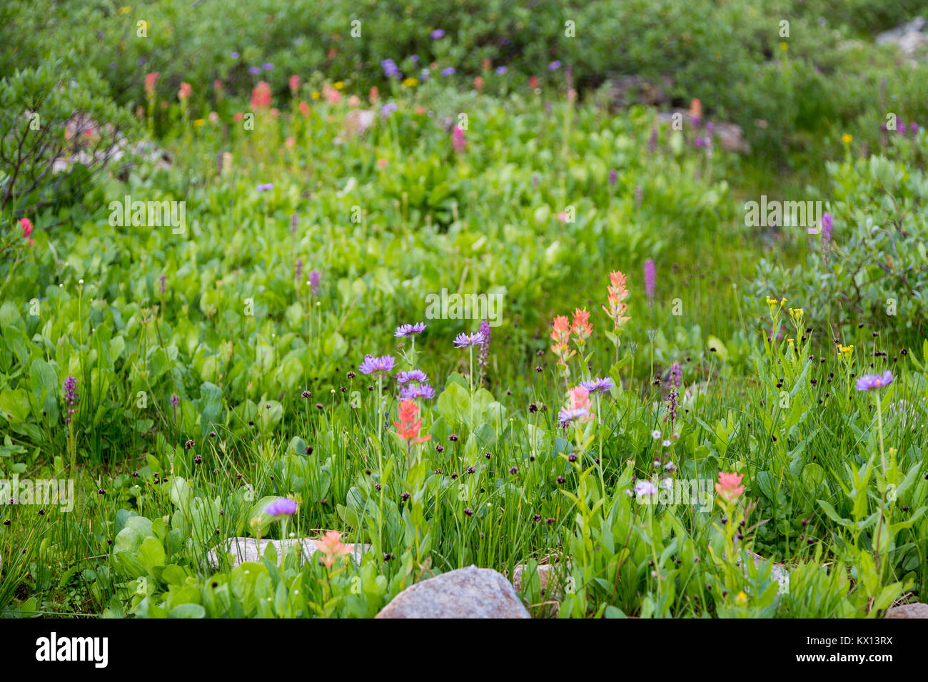 Indian Paintbrush und protzig daisy Wildblumen blühen in einem kleinen Almwiese im oberen South Fork von Cascade Canyon in den Teton Mountains. Gran Stockfoto