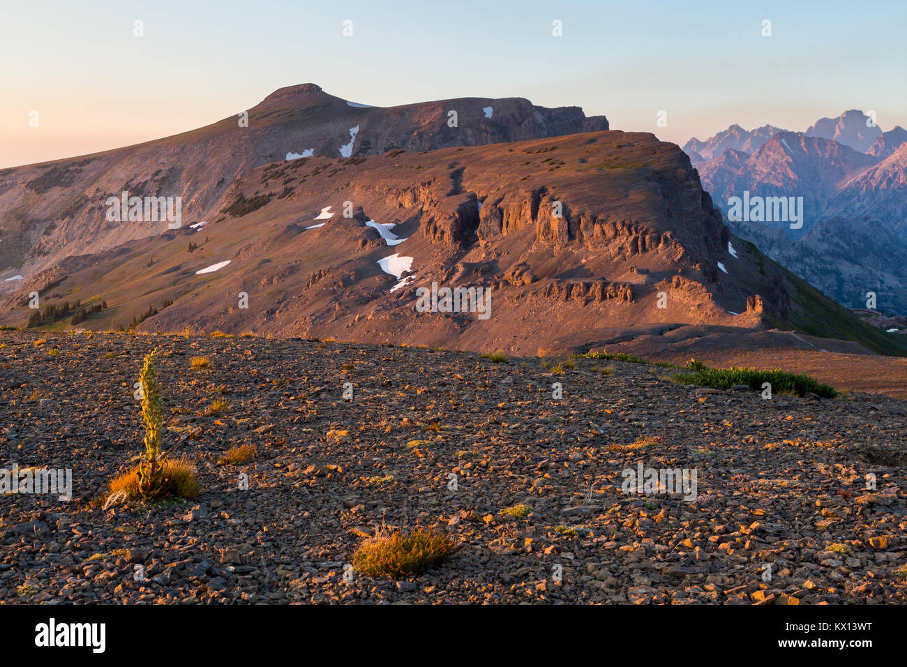 Alpine Tundra wachsen auf Hurrikan Pass unter den Tafelberg in der Teton Mountains. Jedediah Smith Wüste, Wyoming Stockfoto