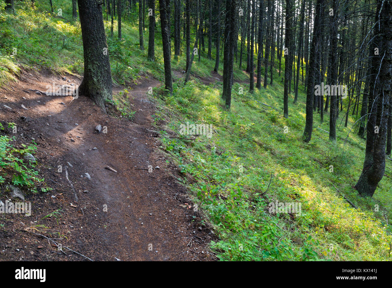 Die Schwimmen oder Trail schlängelt sich durch den Wald auf Snow King Mountain in der Gros Ventre Berge. Bridger-Teton National Forest, Wyoming Stockfoto