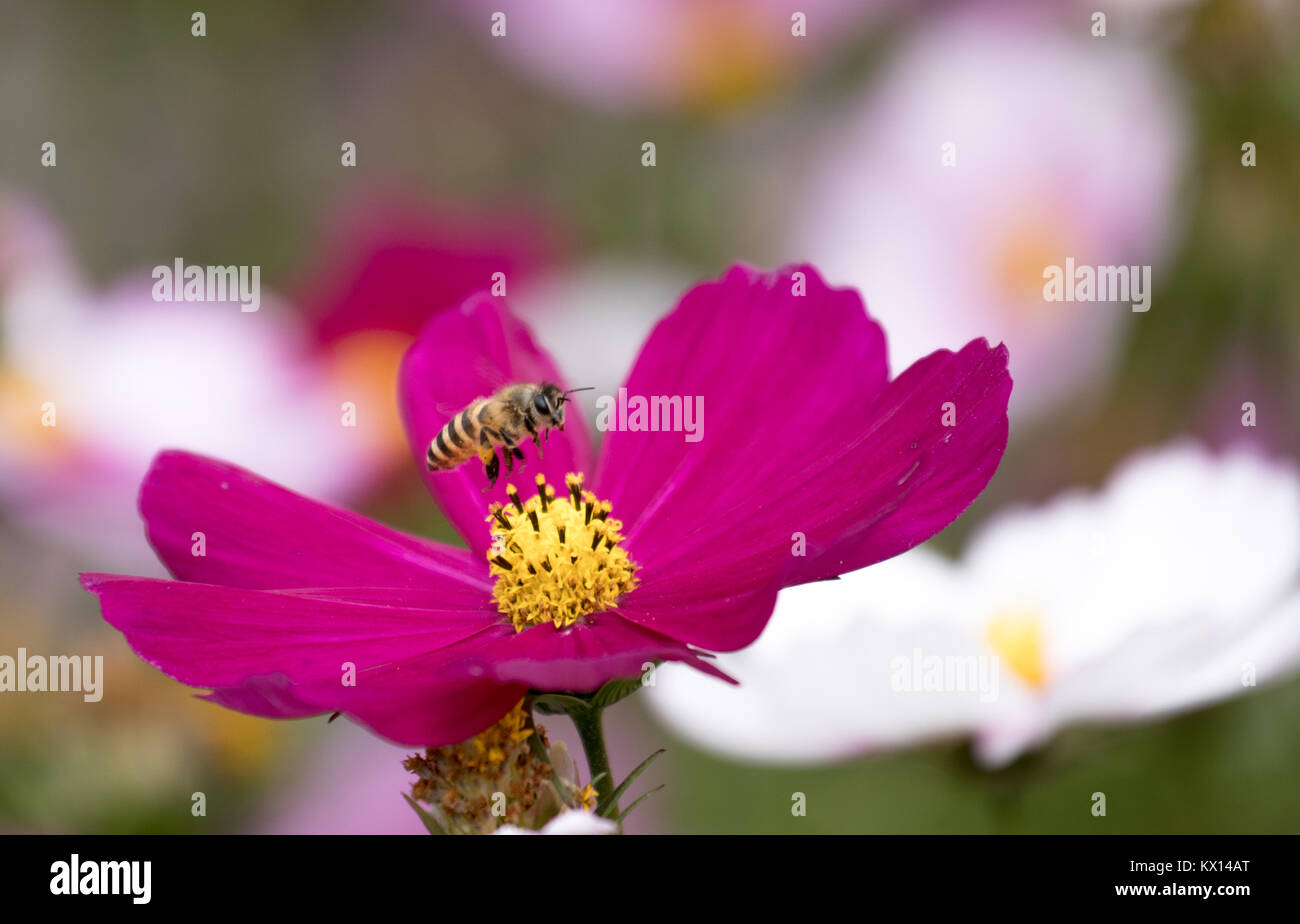 Eine Biene hunny erhalten möchten. Stockfoto