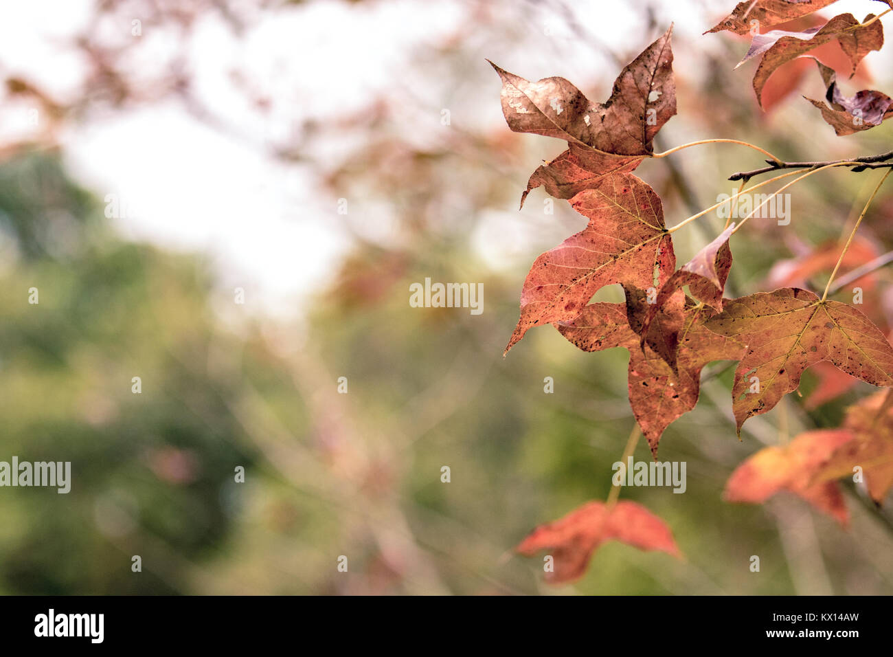 In Tai Tong lychee Tal im Winter Ahornblätter genommen Stockfoto