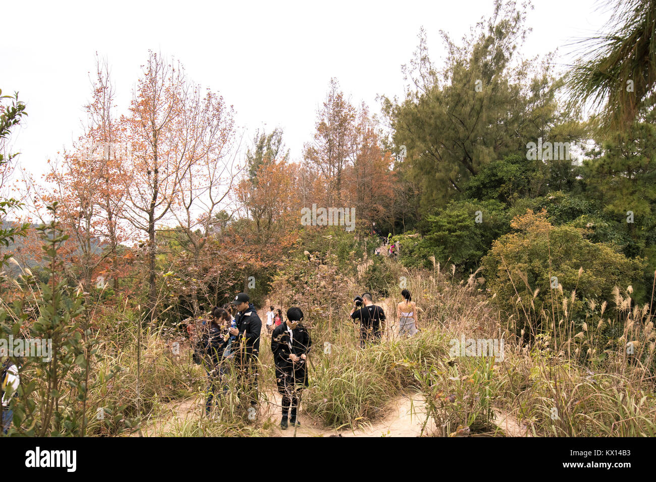 In Tai Tong lychee Tal im Winter Ahornblätter genommen Stockfoto