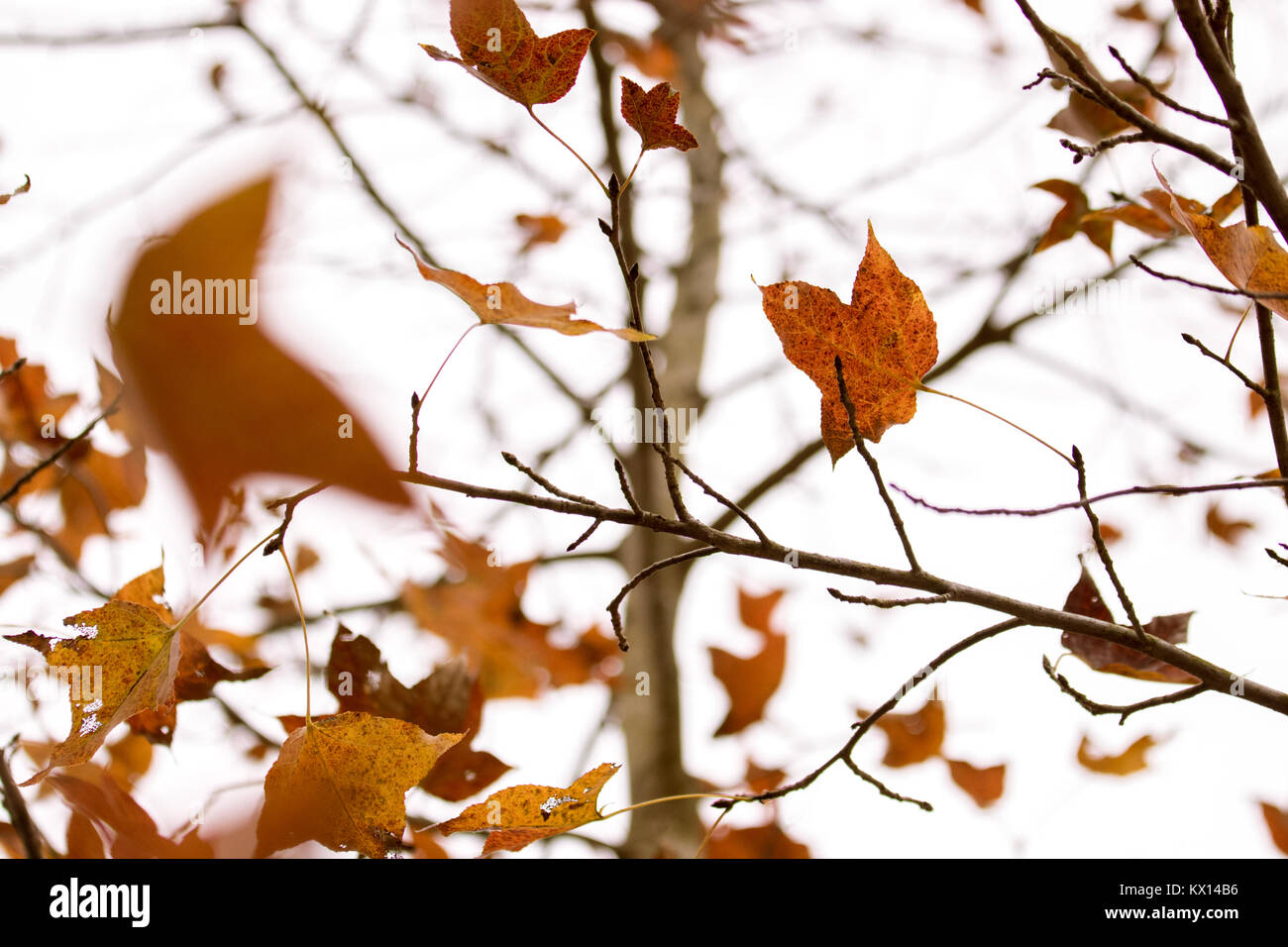 In Tai Tong lychee Tal im Winter Ahornblätter genommen Stockfoto
