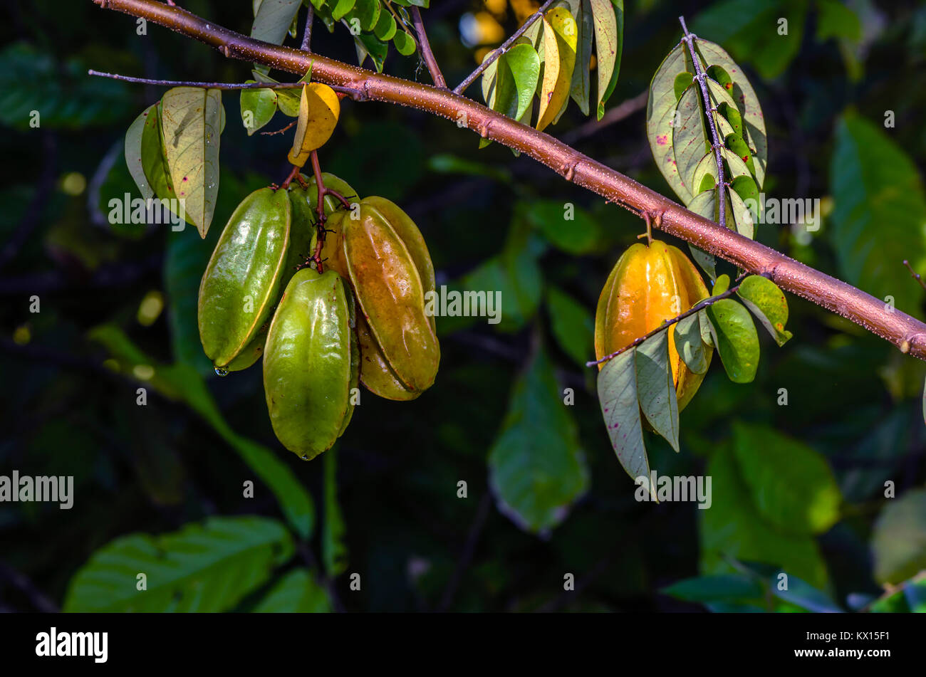 Gelb grüne Frucht einer Frucht der Kanone auf einem braunen Zweig mit langen Blättern und einem dunklen verschwommenen Hintergrund Stockfoto