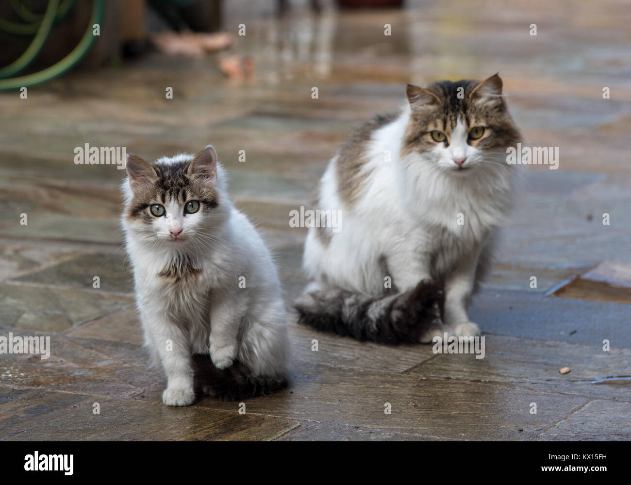 Familie von weißen Katzen sitzen auf dem Boden. Stockfoto