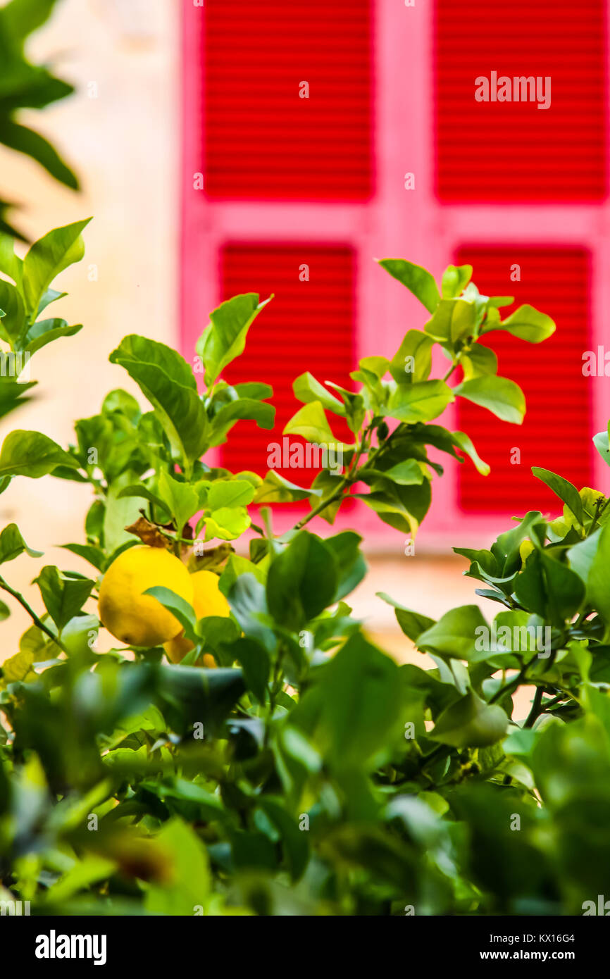 Tree Lemon Tree mit Zitronen und verschwommenes bunte Fenster in der italienischen Stadt Riomaggiore an der ligurischen Küste Stockfoto