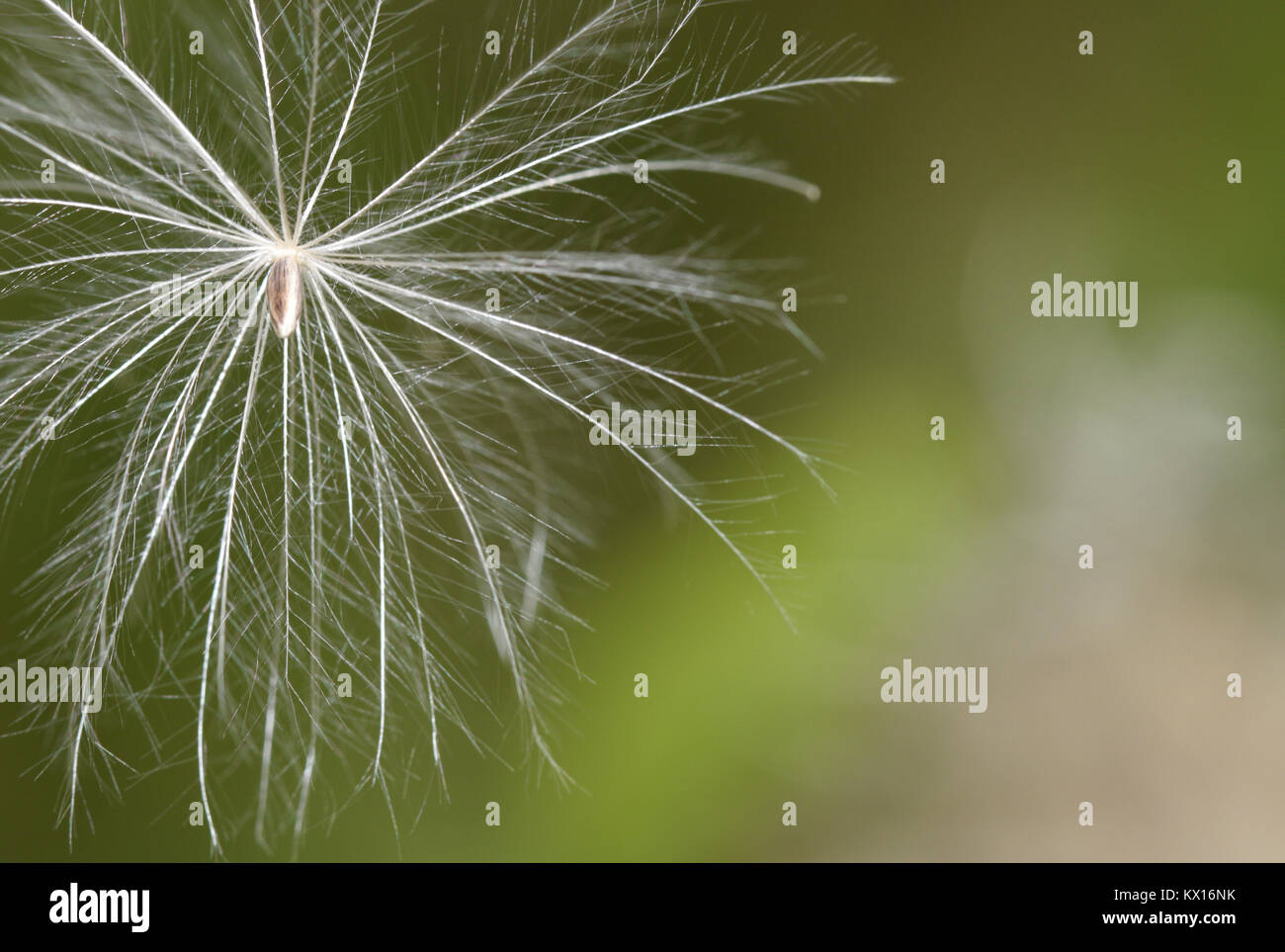 Marsh Distel - Cirsium palustre Stockfoto