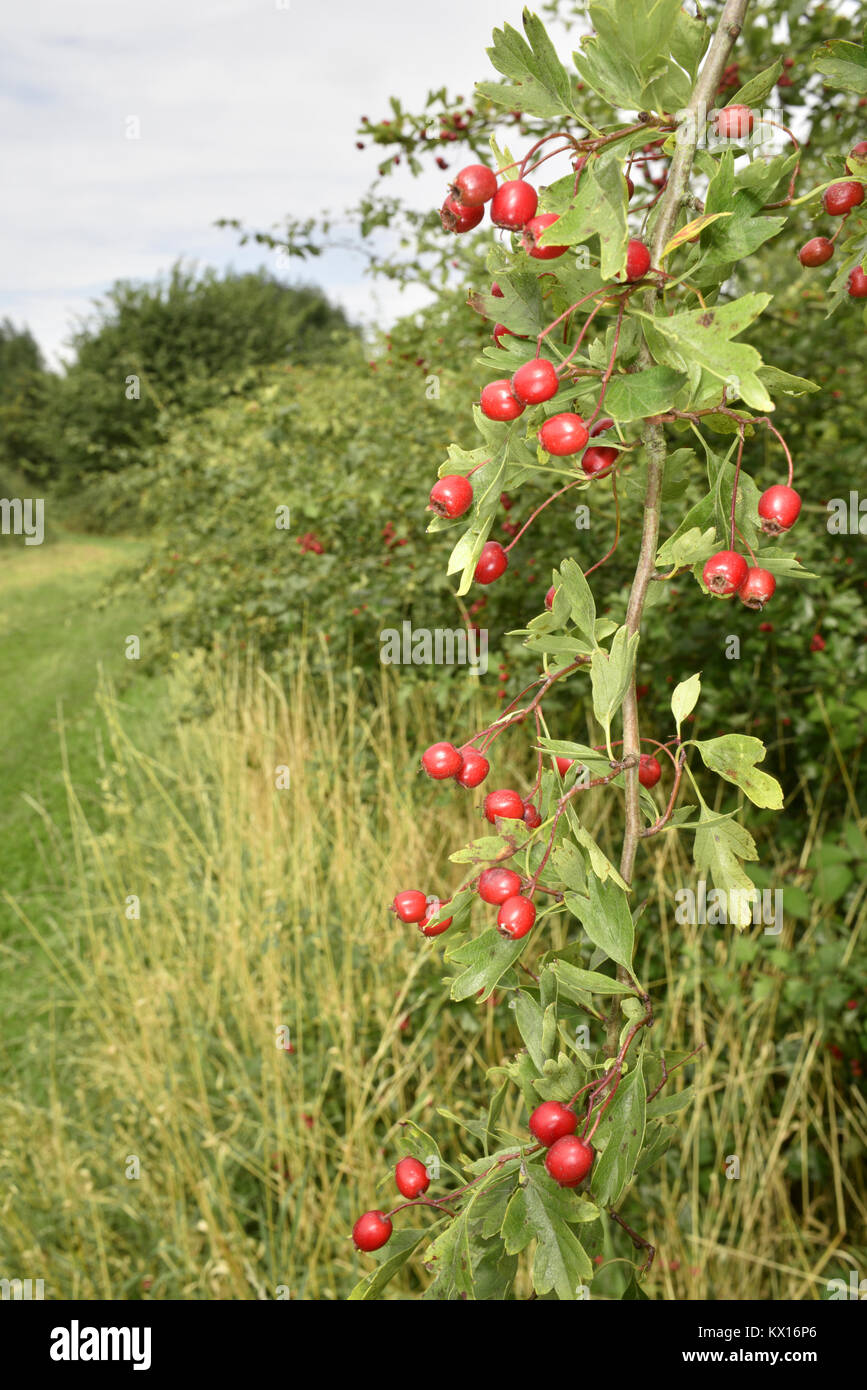 Der Weißdorn - Crataegus laevigata Midland Stockfoto