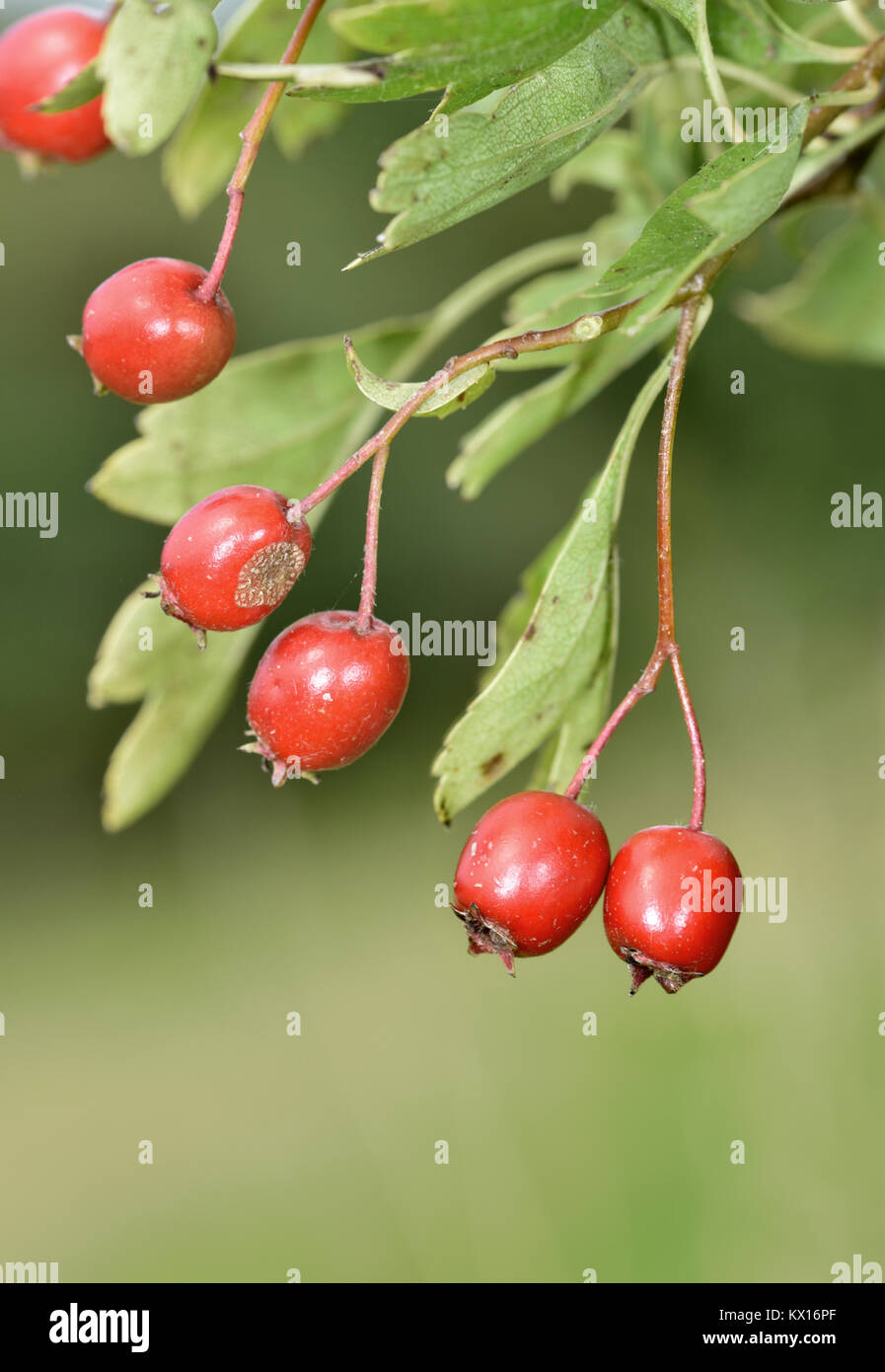 Der Weißdorn - Crataegus laevigata Midland Stockfoto