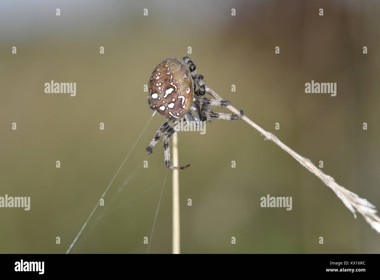 Vier Spots Orb Weber - Araneus quadratus Stockfoto