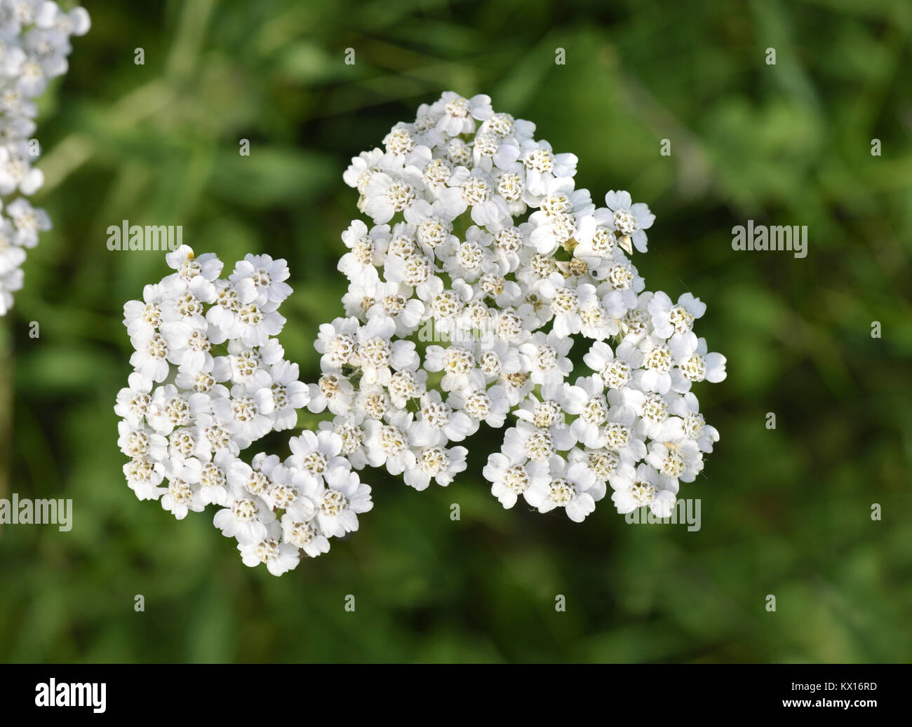 Schafgarbe - Achillea millefolium Stockfoto