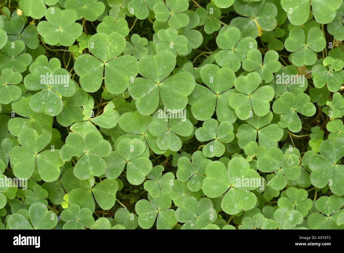 Holz - sauerampfer - Oxalis Naiandinus Stockfoto
