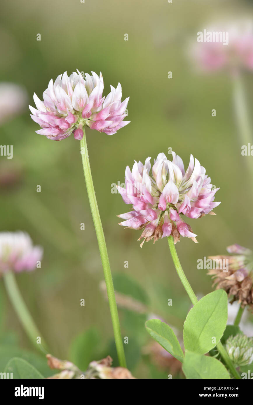Alsike Klee-Trifolium hybridum Stockfoto