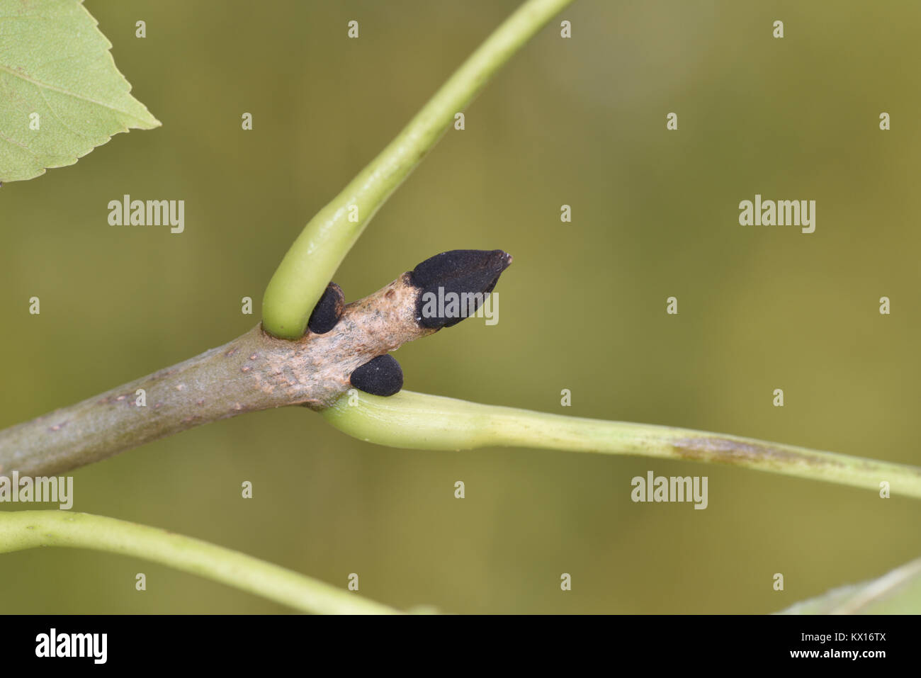 Esche - Fraxinus excelsior Stockfoto