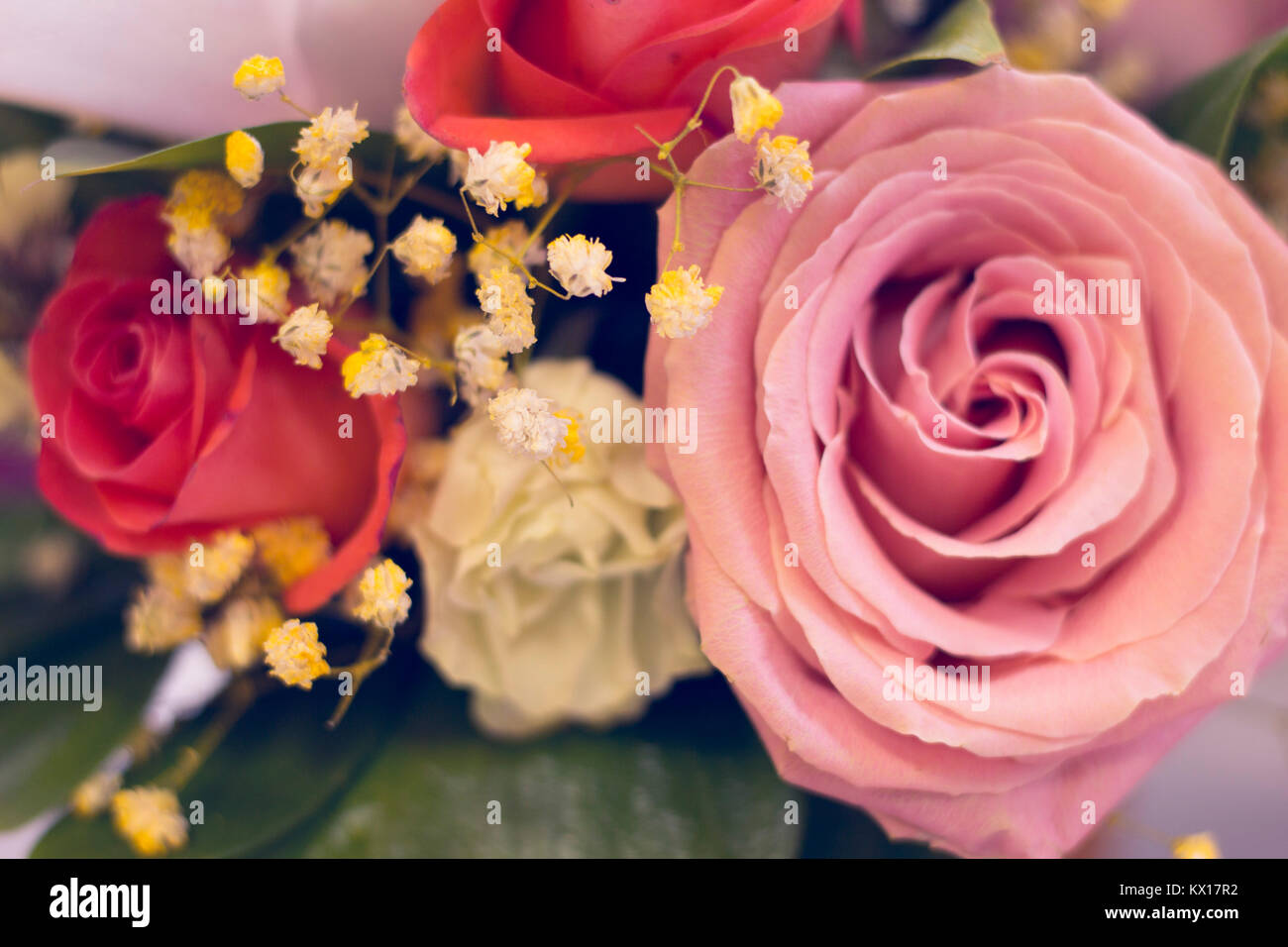 Eine rosa Rose in der Nähe zu Vor rote Rosen. St. Valentinstag, Jahrestag, Hochzeit Konzept mit kopieren. Platz für Ihre Text- oder des Produkts angezeigt. Stockfoto