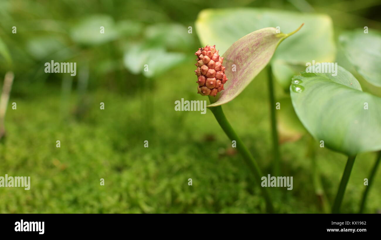 Giftigen Früchte calla Marsh, Roten saftigen Beeren in der Nähe Stockfoto