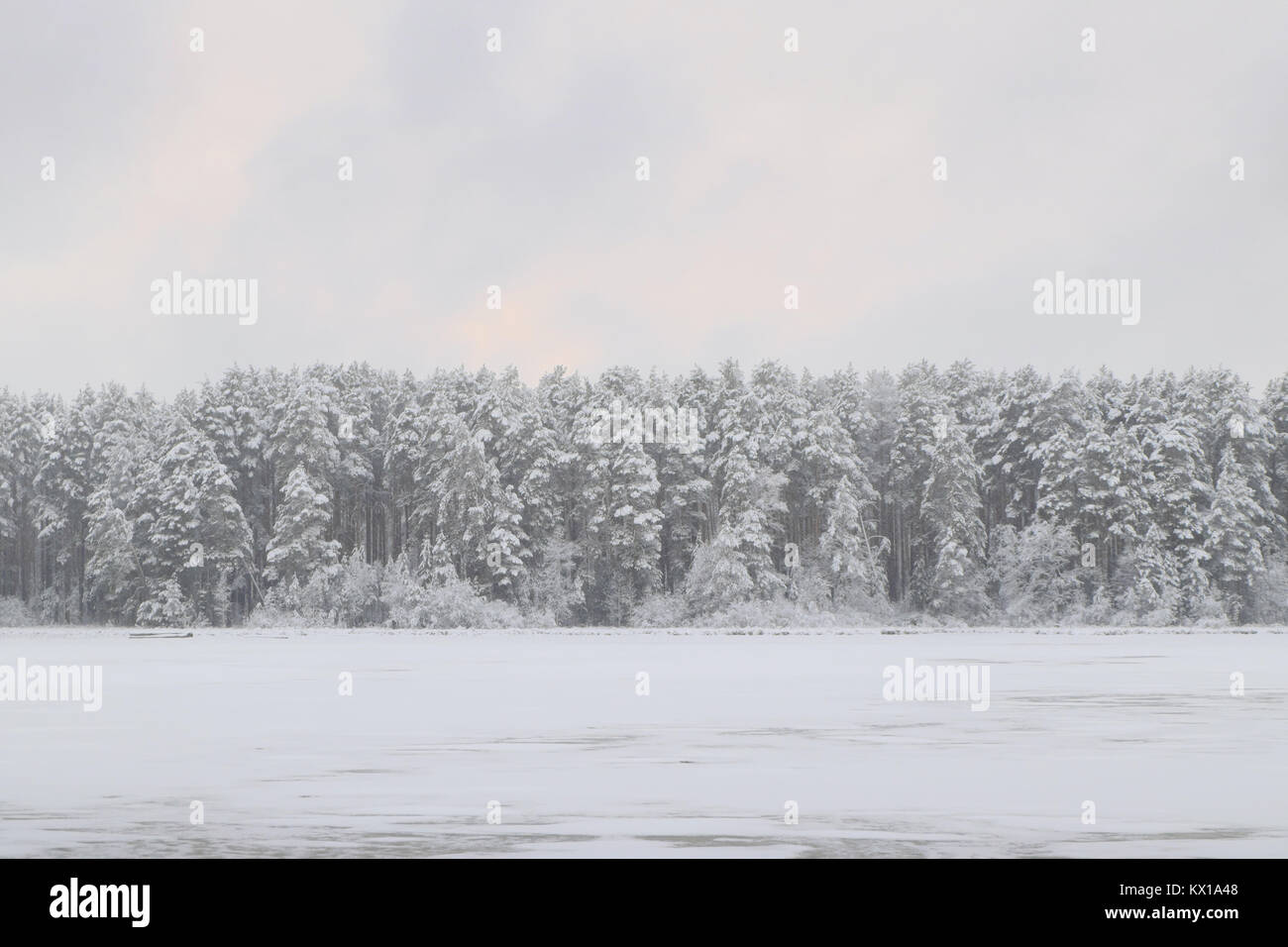 Verschneite Wald jenseits des Flusses in einem Winterabend Stockfoto
