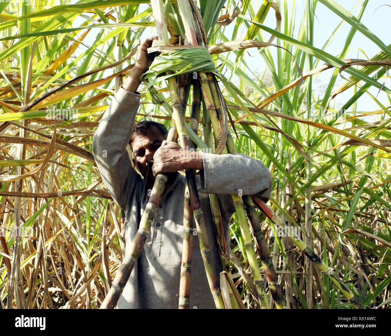 Jammu, Indien. 06 Jan, 2018. Indische Bauern, die in Zuckerrohr Feld am Nachmittag in Jammu. Credit: Shilpa Thakur/Pacific Press/Alamy leben Nachrichten Stockfoto