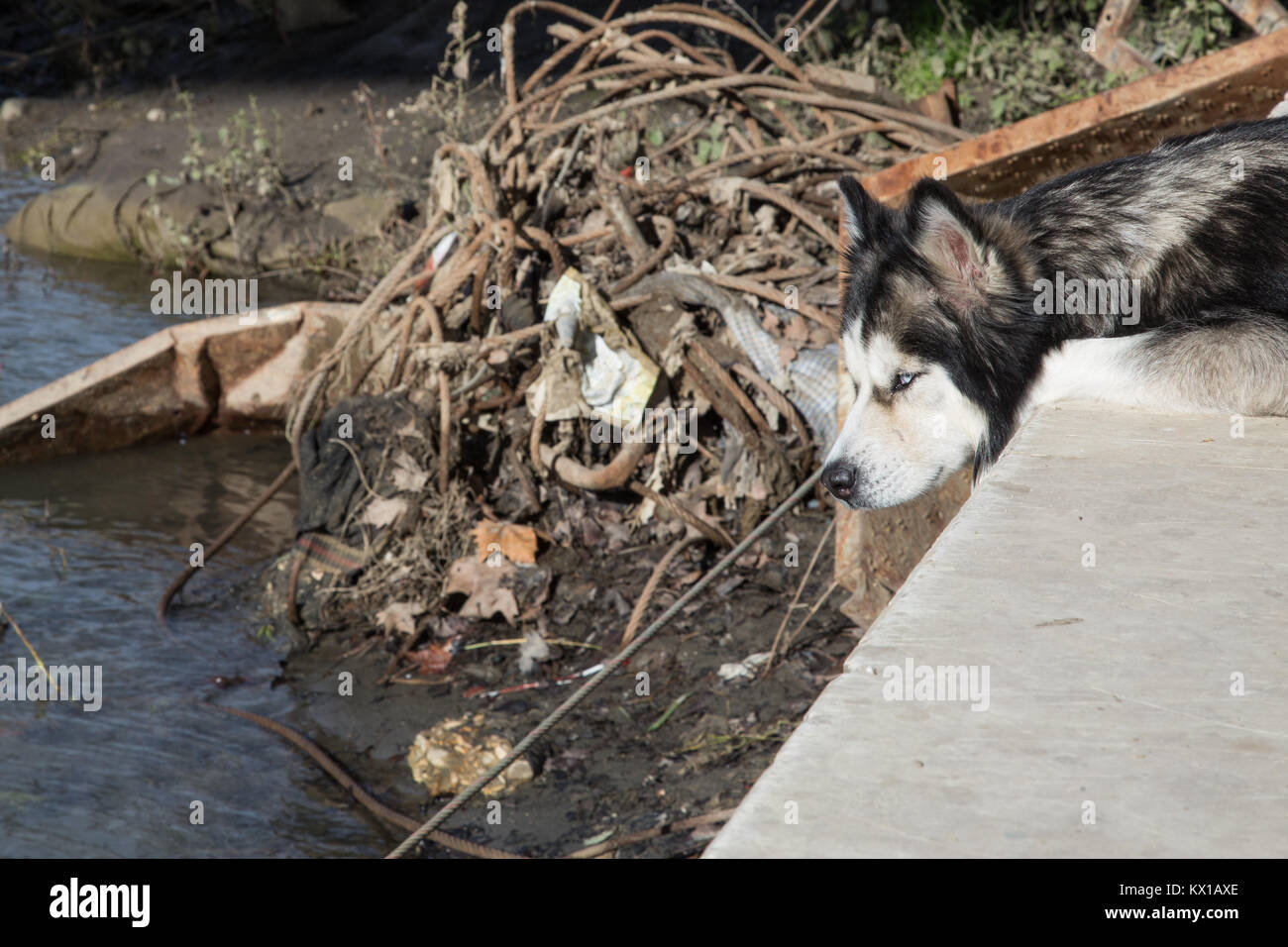 Am Tag der Erscheinung des Herrn Verbänden und Freiwilligen zusammen für einen Tag, um die Wiederherstellung von abgebrochenen Abfälle gewidmet am Ufer des Tiber in Rom (Foto von Matteo Nardone/Pacific Press) Stockfoto