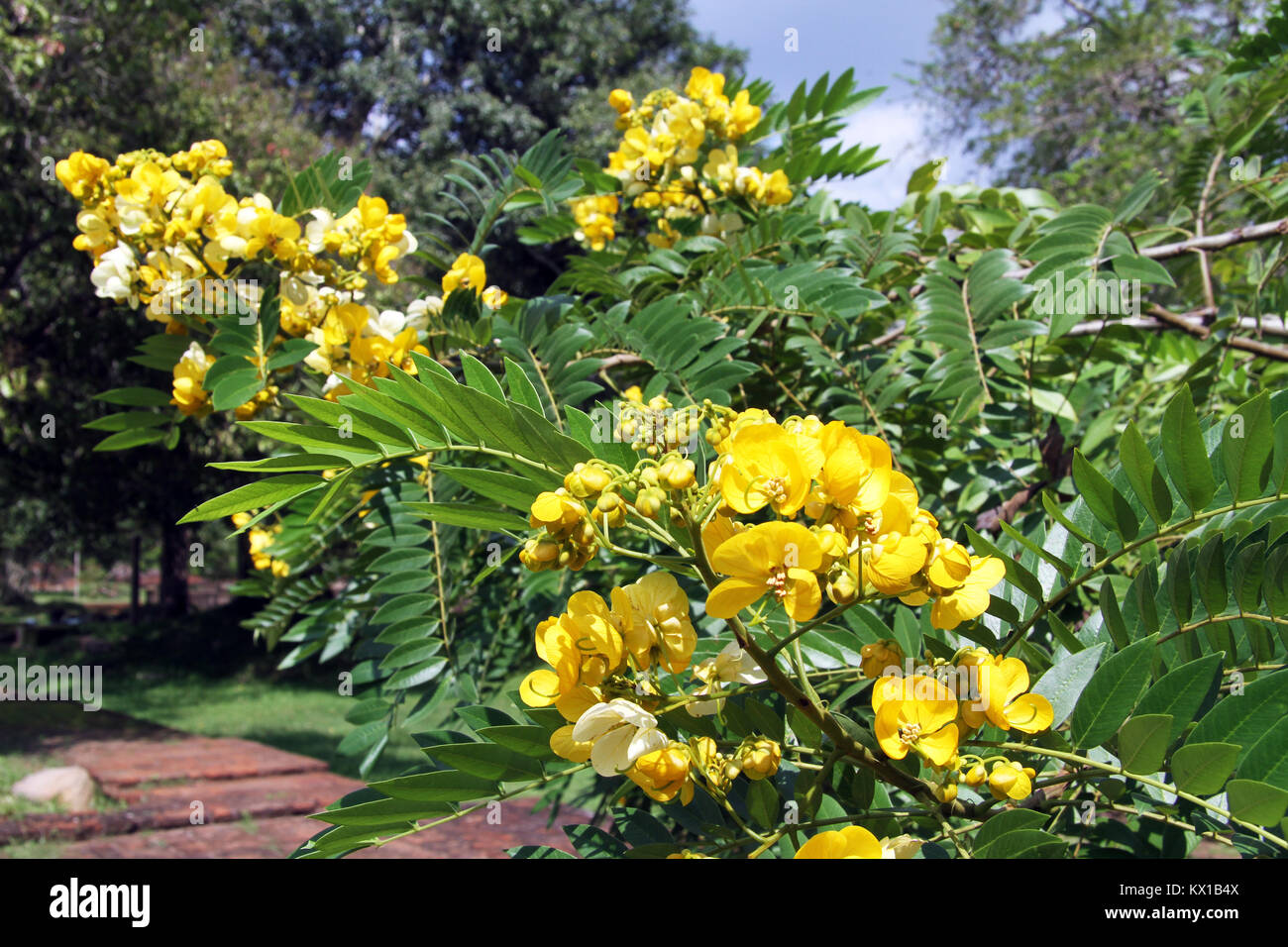Zweig der Akazie mit gelben Blumen Stockfoto
