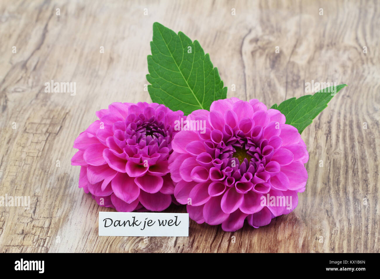 Thank You In Dutch Stockfotos & Thank You In Dutch Bilder - Alamy