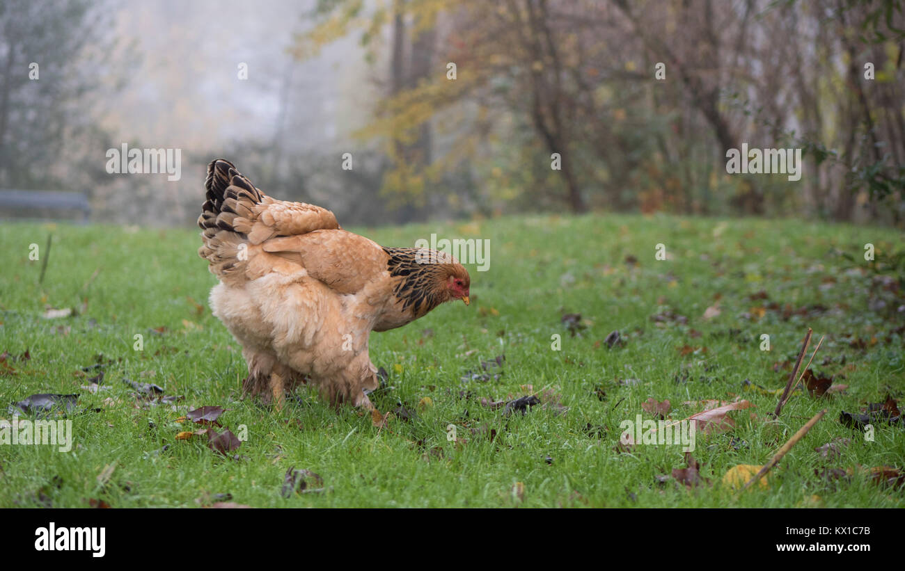 Huhn Beweidung in Bauernhof Feld Stockfoto
