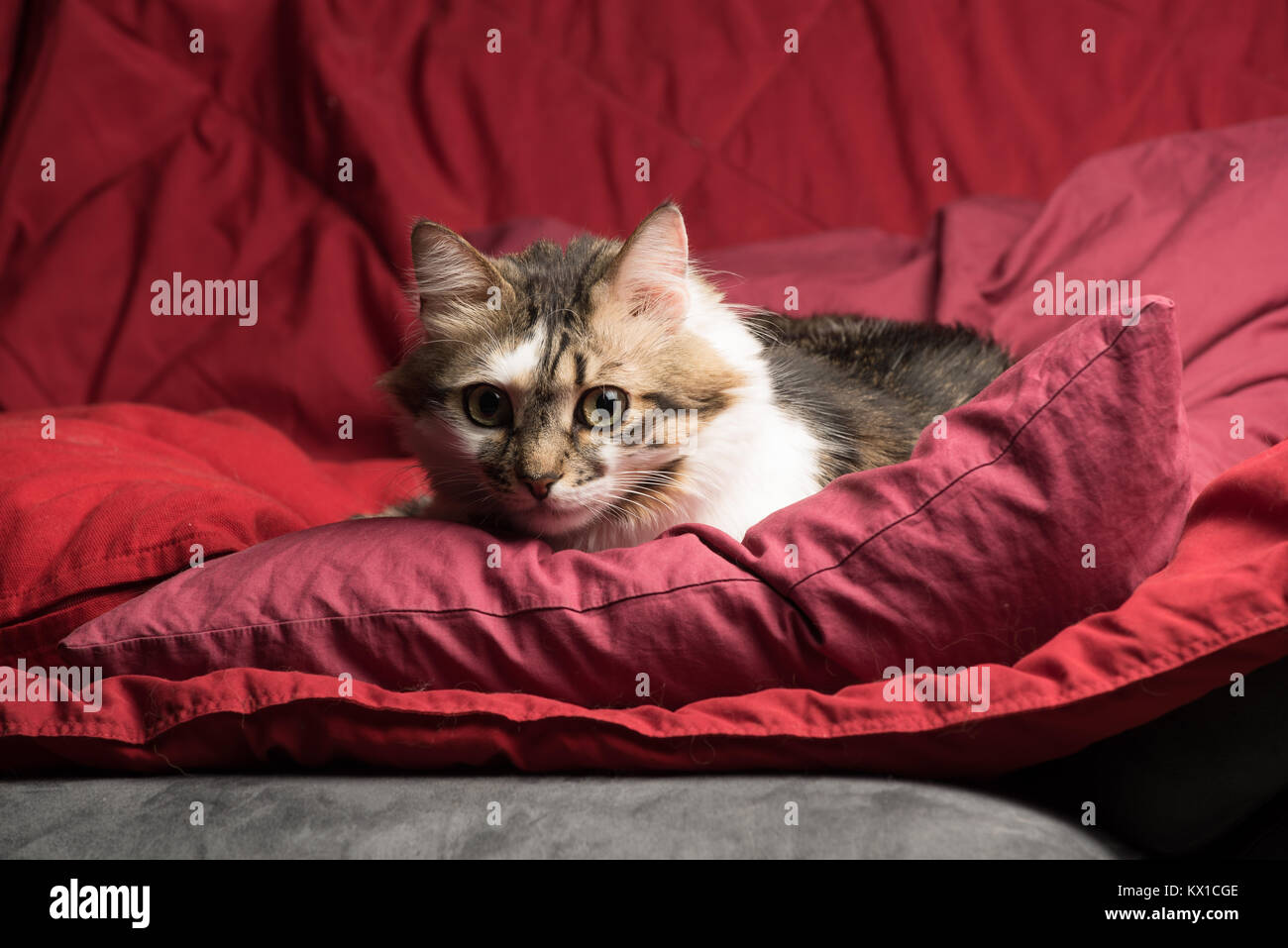 Porträt eines jungen europäischen Männlich tabby Katze auf der roten Couch starrte Stockfoto