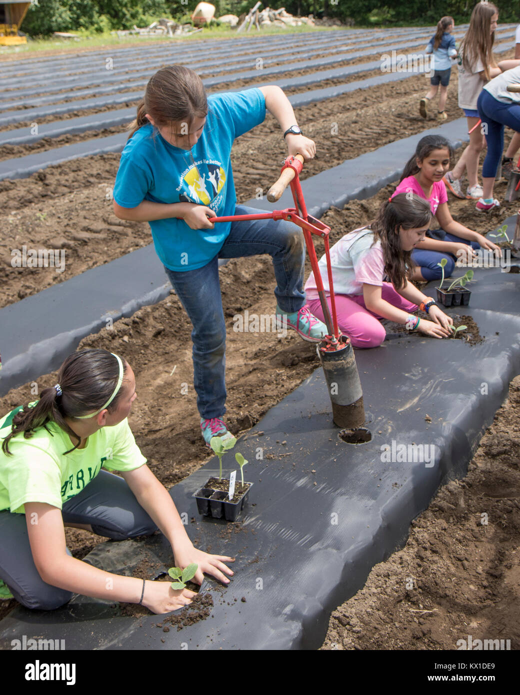 Kinder Freiwillige aus einer örtlichen Schule auf dem Bauernhof, das Gemüse für die Worcester Food Coop arbeiten Stockfoto