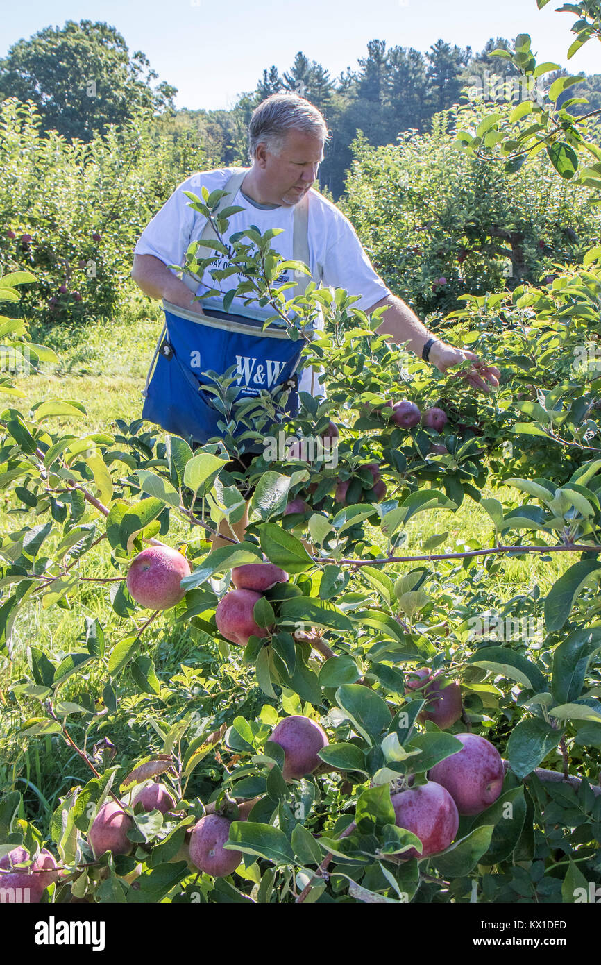 Die Menschen auf dem Bauernhof produziert, dass Äpfel für die Worcester Food Coop arbeiten Stockfoto