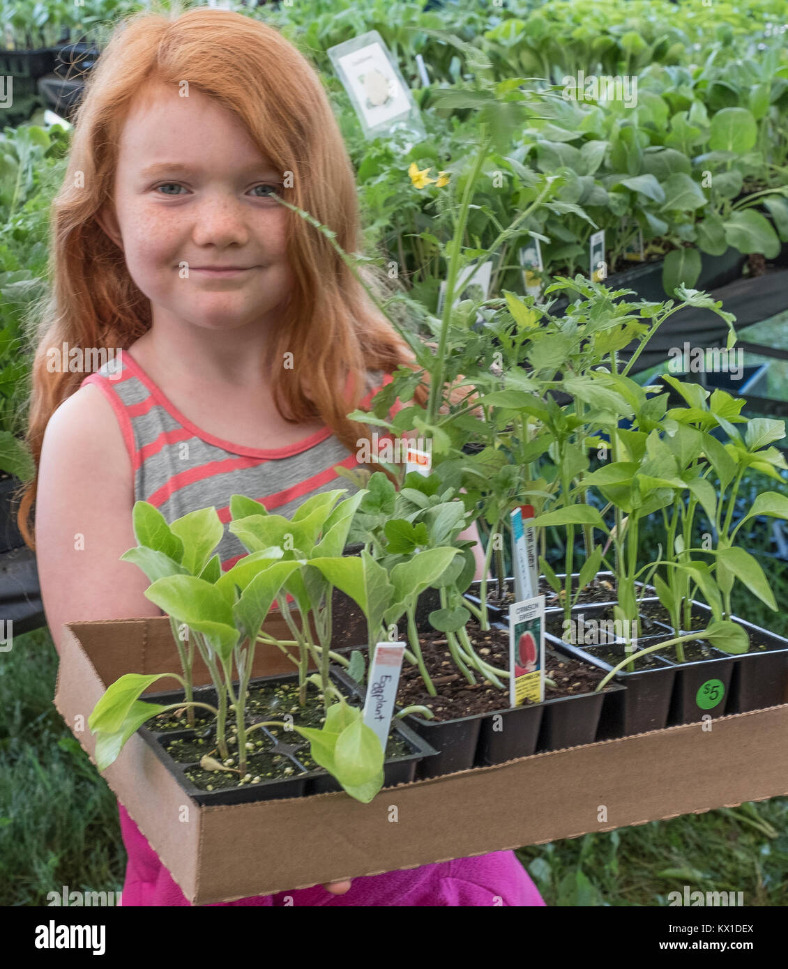 Bauern pflanzen -Fotos und -Bildmaterial in hoher Auflösung – Alamy Bauern pflanzen -Fotos und -Bildmaterial in hoher Auflösung – Alamy
