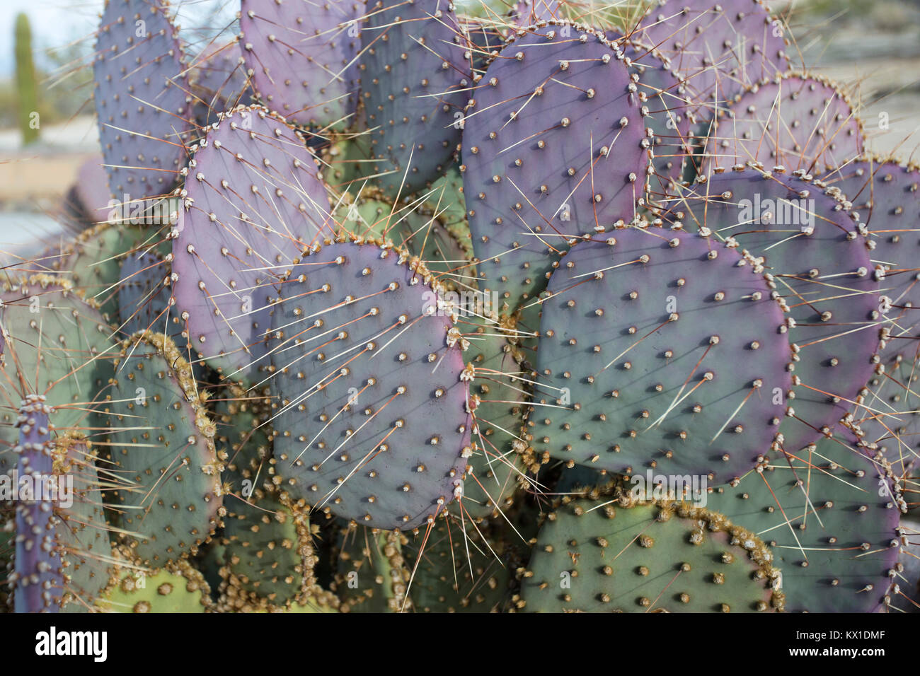 Violette Stachelige Birne Stockfoto