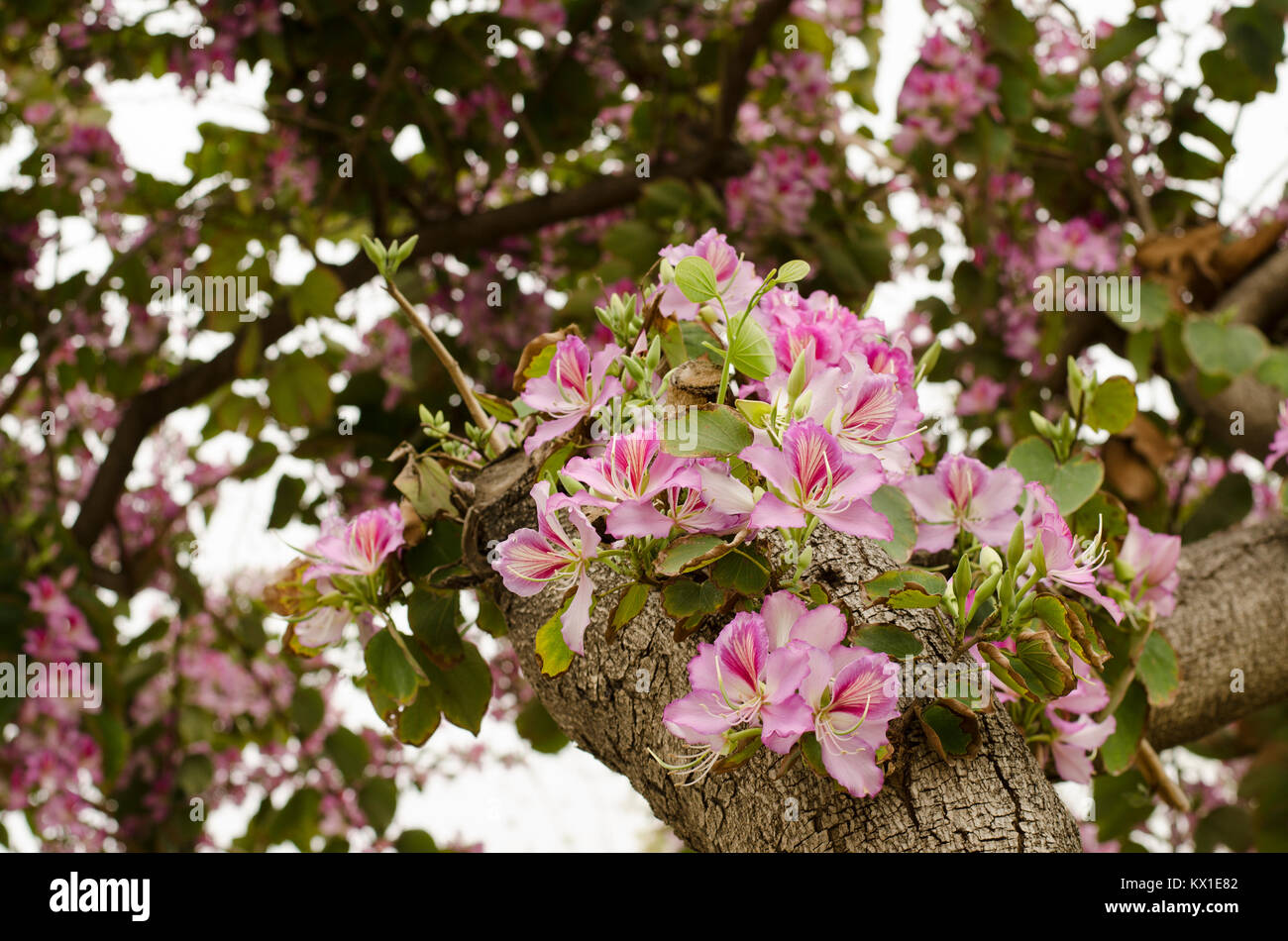 Bauhinia Blumen Stockfoto