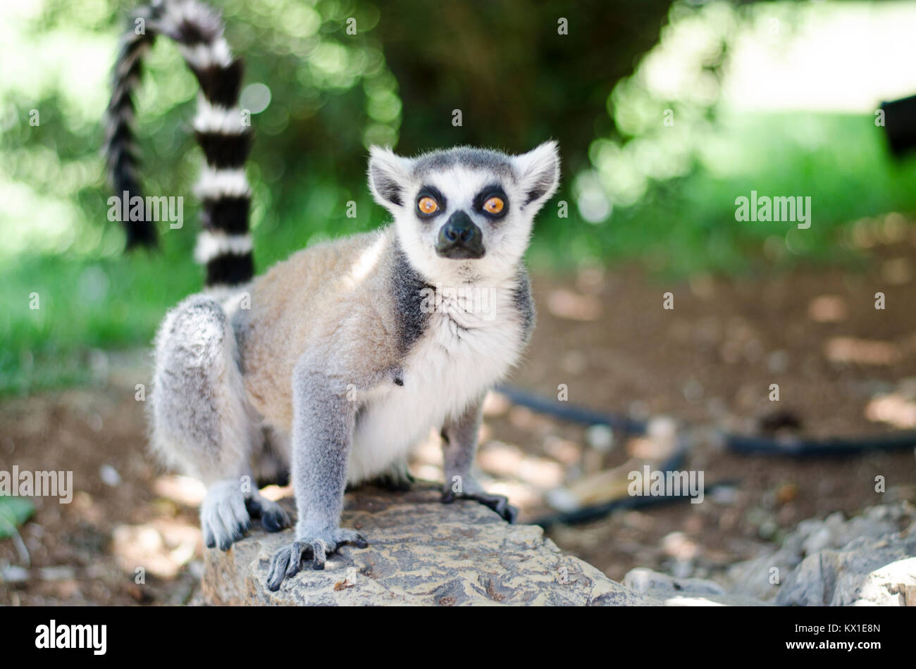 Close-up Portrait von Lemur catta Stockfoto
