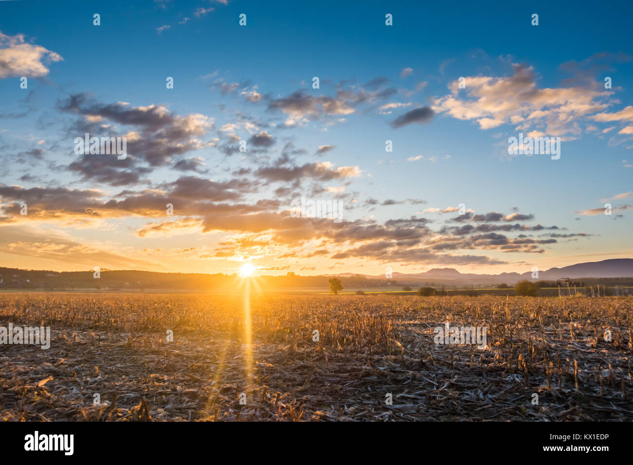 Getreiderückstände, Stoppeln auf dem Feld bei Sonnenaufgang Stockfoto