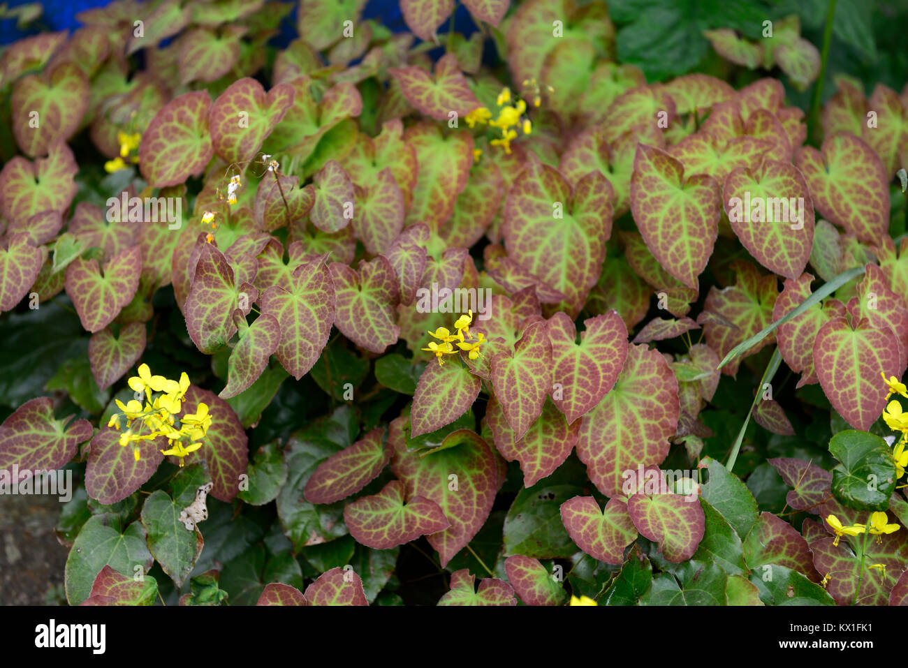 Epimedium perralderianum, marmoriert, gesprenkelte, Laub, Blätter, Gelb, Blumen, Blume, Blüte, Garten, Frühling, RM Floral Stockfoto