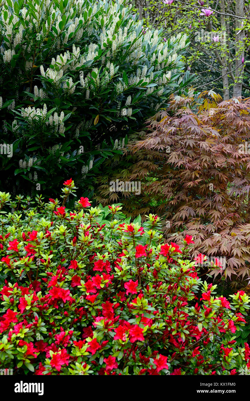Prunus laurocerasus cherry Laurel, Acer palmatum, rote Azalee, frühling, wald, Wald, Schatten, Schatten, Schatten, Garten, Garten, Gartenarbeit, RM Floral Stockfoto