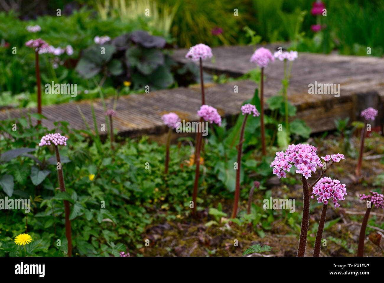 Darmera peltata, Regenschirm, indische Rhabarber, Blume, feuchten und sumpfigen, feucht, Garten, gehoben, Fußweg, Holz-, Pfad, Belag, RM floral Stockfoto