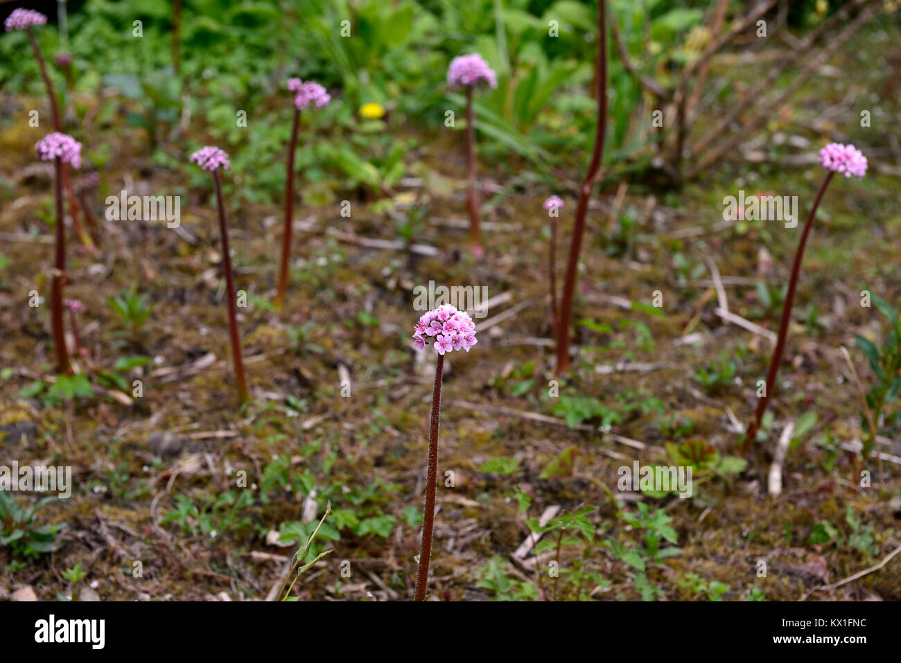 Darmera peltata, Regenschirm, indische Rhabarber, Blume, feuchten und sumpfigen, feucht, Garten, RM floral Stockfoto