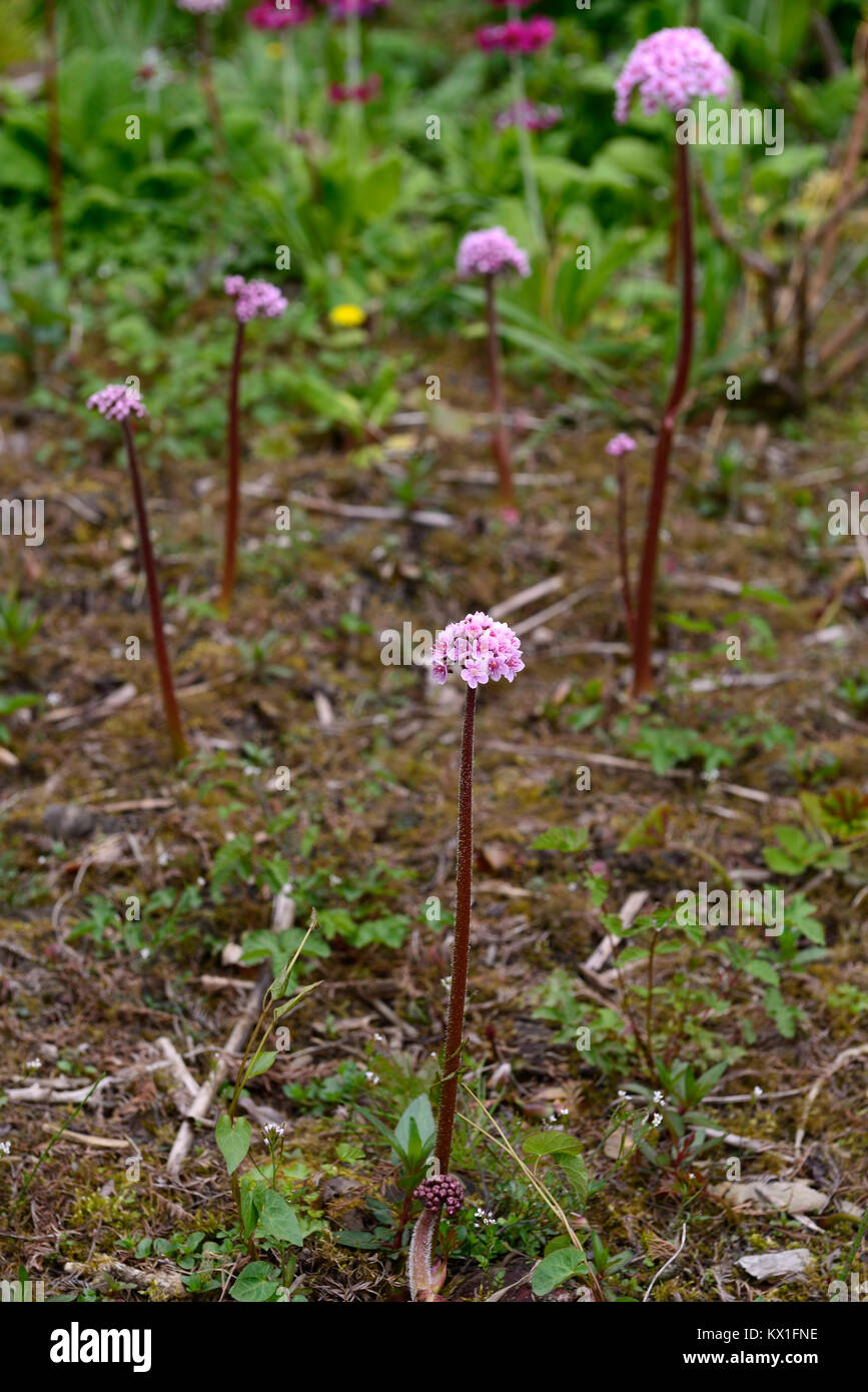 Darmera peltata, Regenschirm, indische Rhabarber, Blume, feuchten und sumpfigen, feucht, Garten, RM floral Stockfoto
