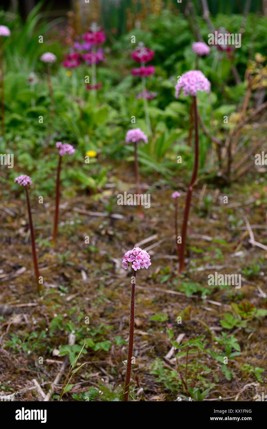 Darmera peltata, Regenschirm, indische Rhabarber, Blume, feuchten und sumpfigen, feucht, Garten, RM floral Stockfoto