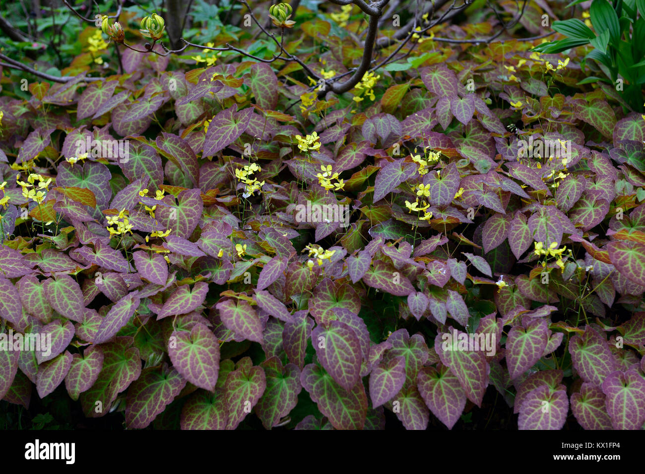 Epimedium perralderianum, marmoriert, gesprenkelte, Laub, Blätter, Gelb, Blumen, Blume, Blüte, Garten, Frühling, RM Floral Stockfoto