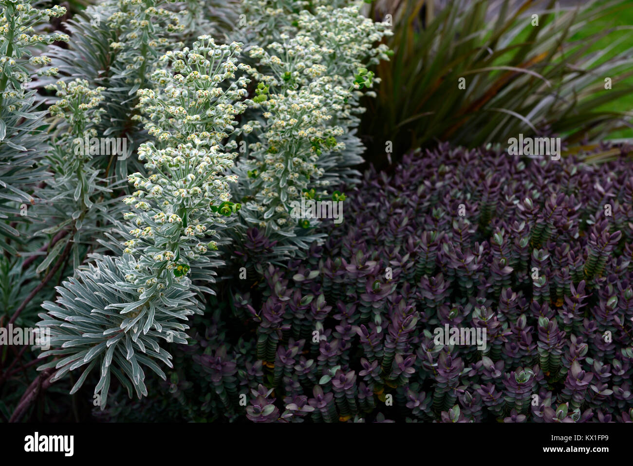 Euphorbia characias Tasmanian Tiger, bunte, Euphorbien, Wolfsmilch, spurges, Garten, Frühling, RM Floral Stockfoto