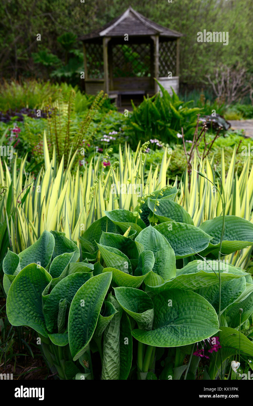 hosta, Iris variegata, feucht, bogig, feucht, Garten, Pagode, Blätter, Laub,, RM floral Stockfoto