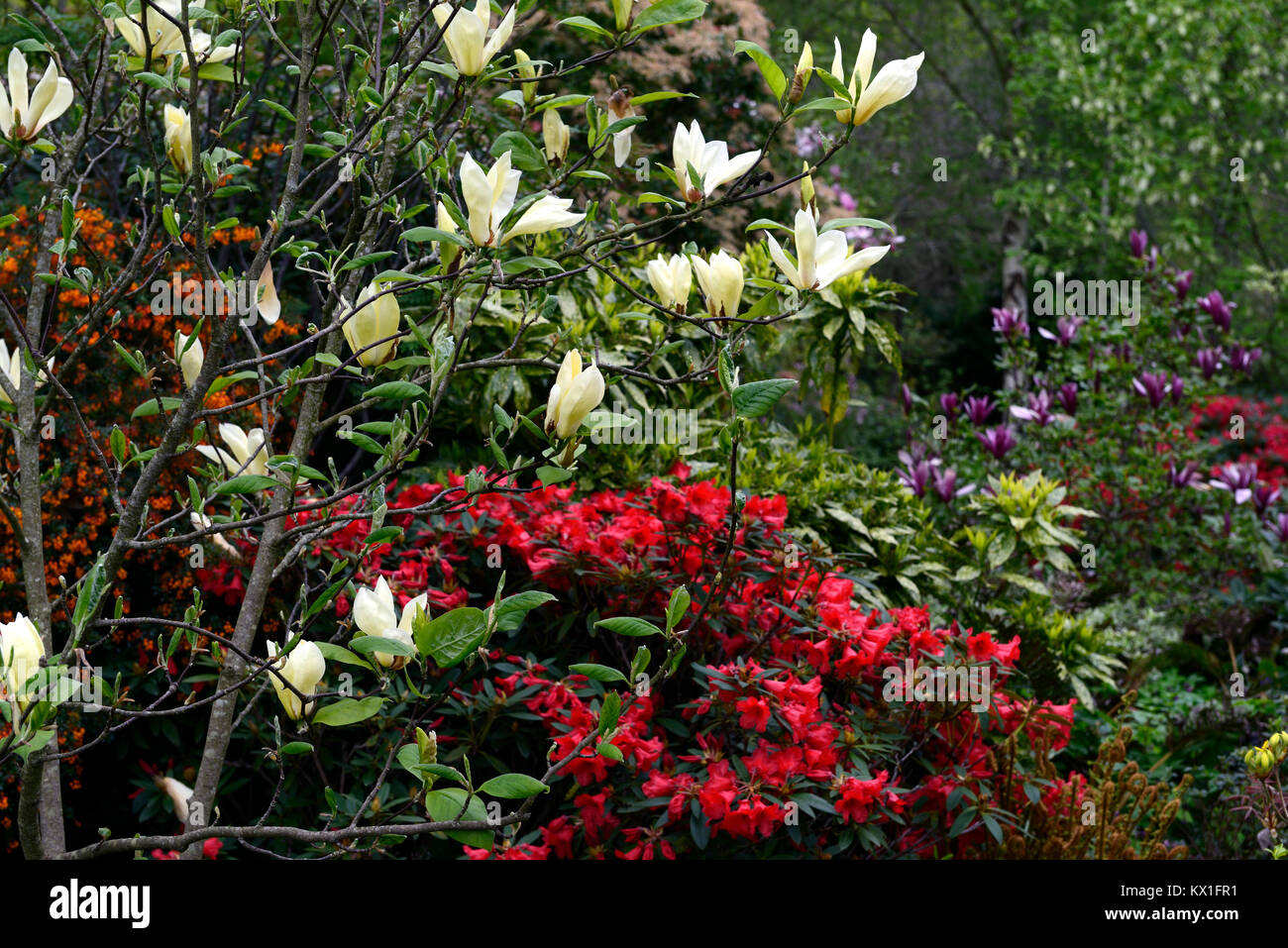 Magnolia, Wei, Rot, Rhododendron, Wei und Rot, Blte, Blumen, blhen,  Baum, Strauch, Kombination, gemischte Pflanzungen, Frhling, Garten, Wald,  Holz, Grten, RM Fl Stockfotografie - Alamy