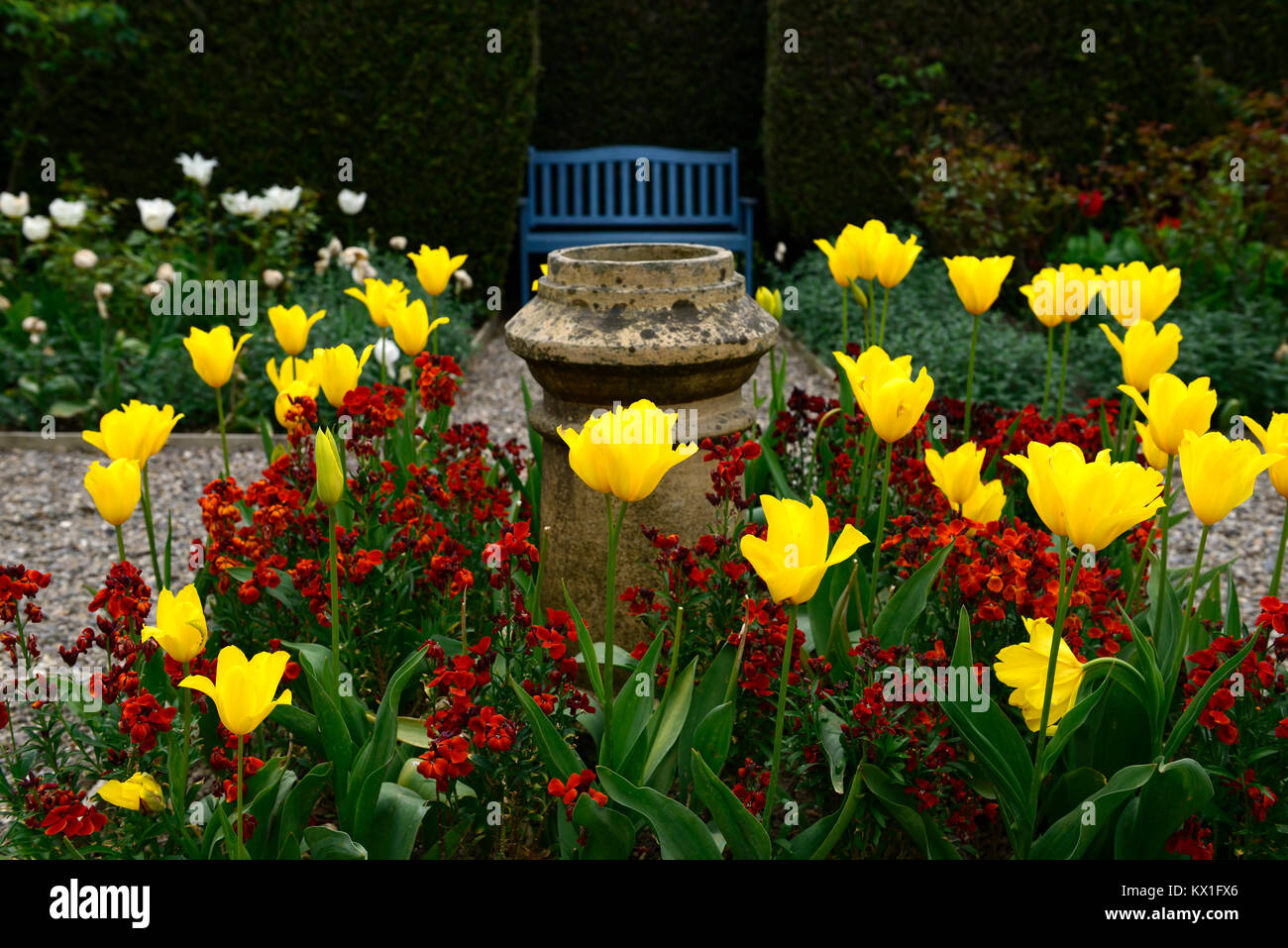 Gelbe Tulpen, tulpen, orange Erysimum cheiri, Cheiranthus cheiri, Brennpunkt, Garten, Abschnitt, Bett, teilen, RM floral Stockfoto