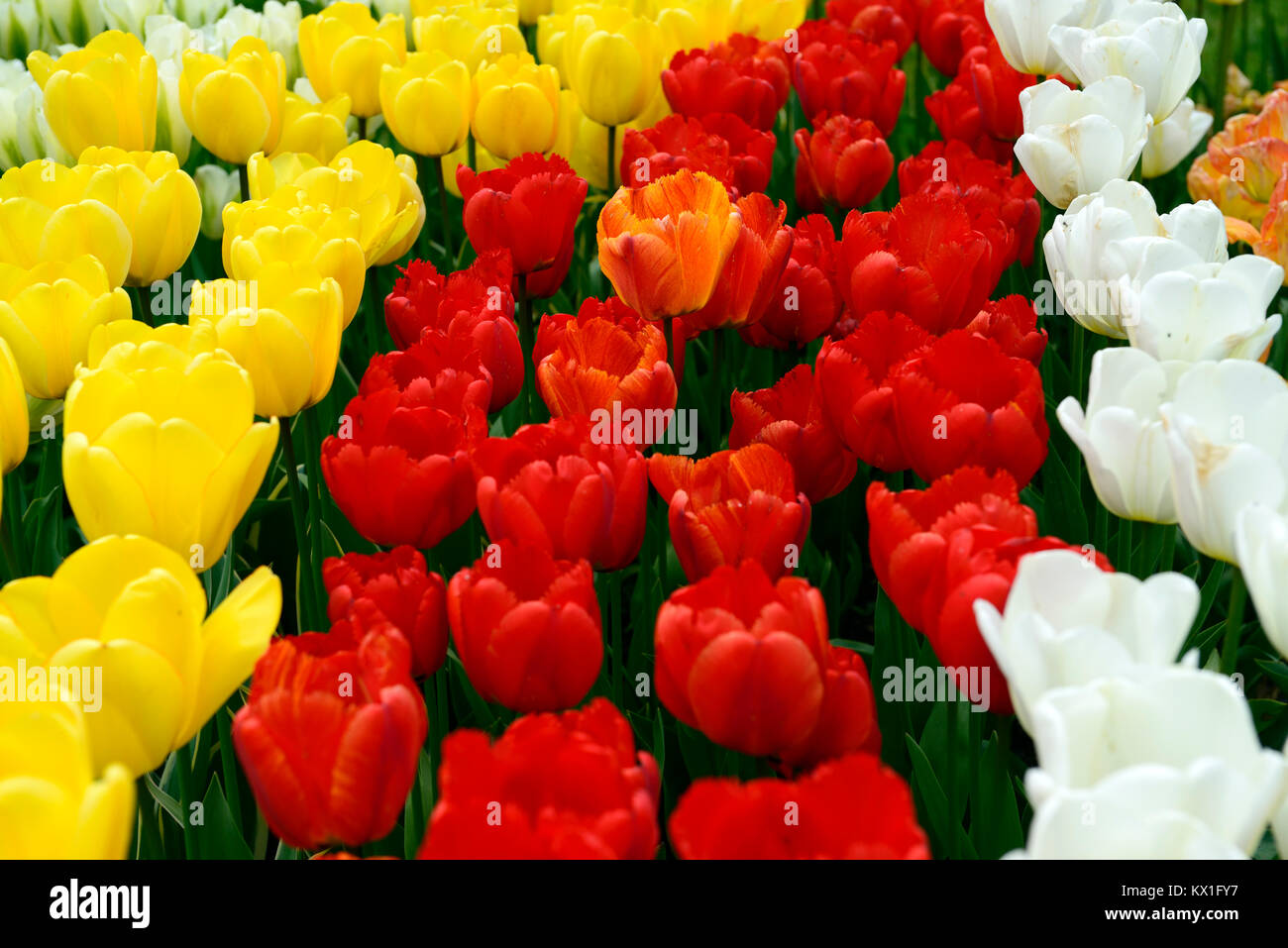 Tulipa Apeldoorn, Oxford, Tulipa tulipa Goldenen Engel wünschen, Tulpen, Tulpen, Rot, Gelb, Weiß, Blumen, Blüte, RM Floral Stockfoto