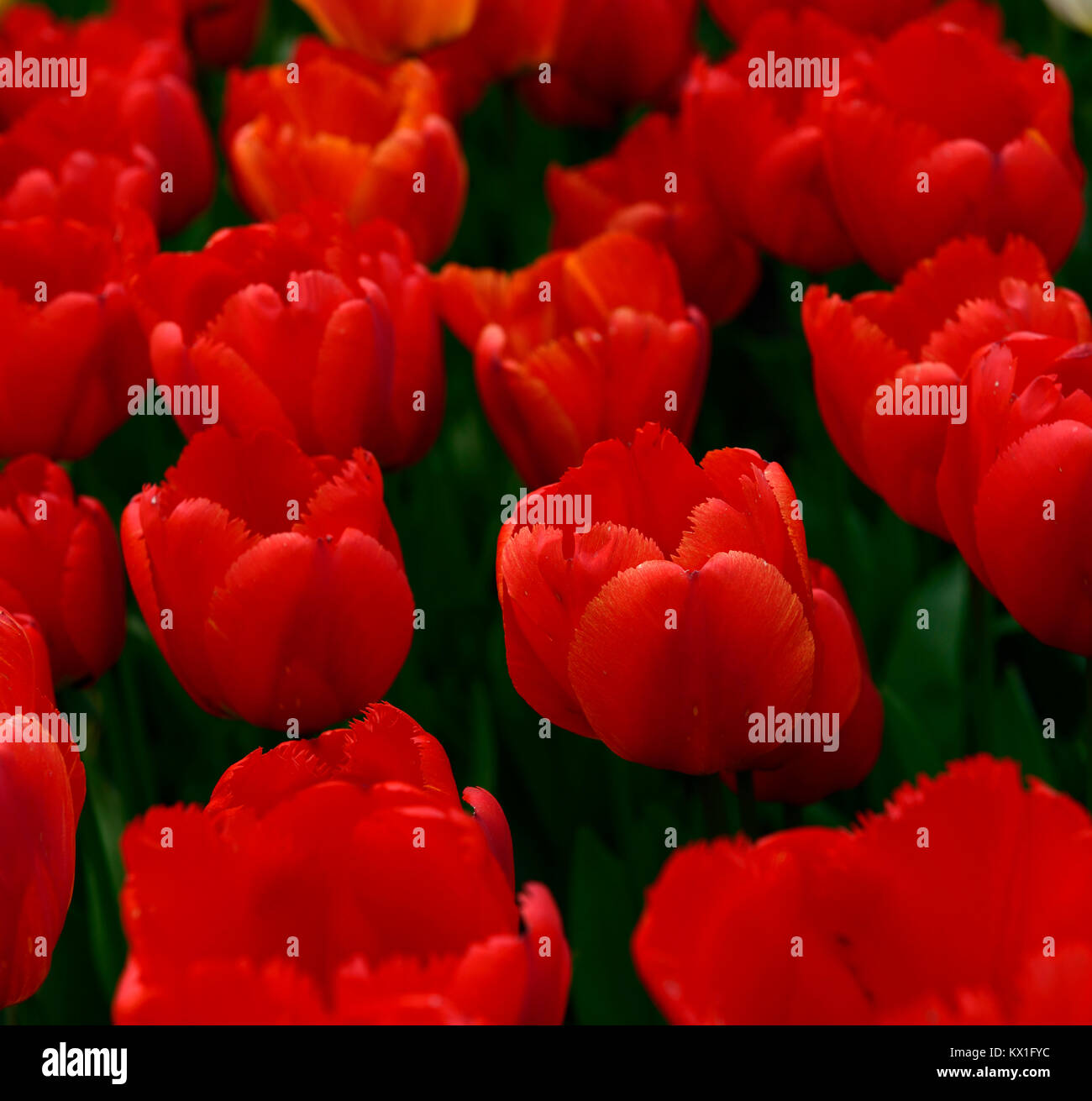 Tulipa Apeldoorn, Tulpen, Tulpen, Rot, Blumen, Blüte, RM Floral Stockfoto