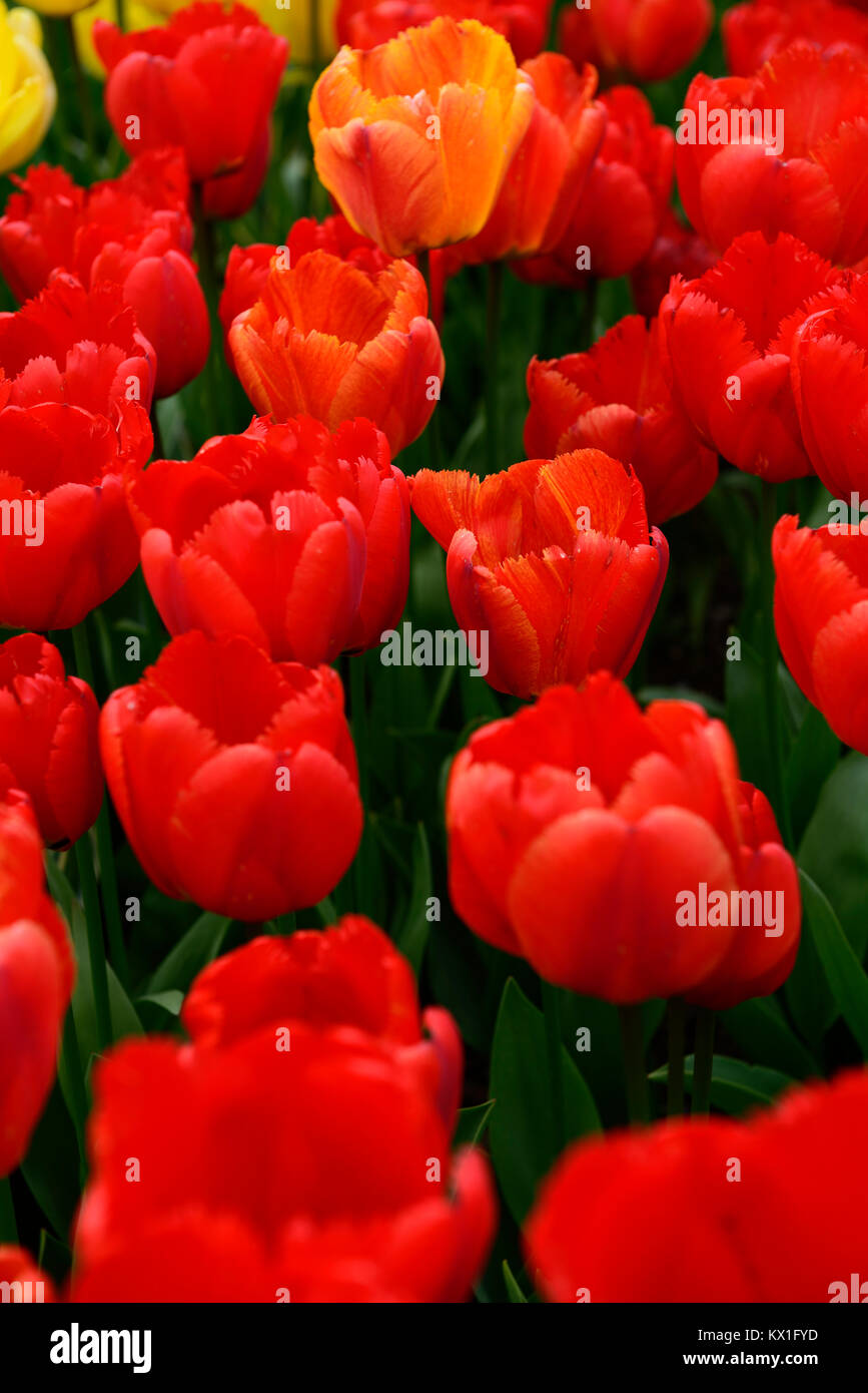 Tulipa Apeldoorn, Tulpen, Tulpen, Rot, Blumen, Blüte, RM Floral Stockfoto