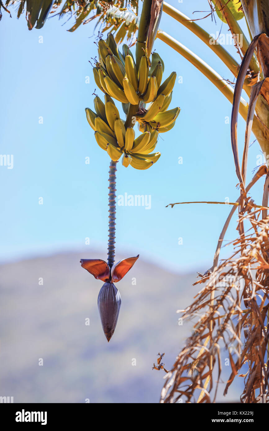 Bananen wachsen am Baum. Stockfoto